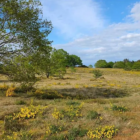 Summer House In Skovgarde With Forest View Allingabro